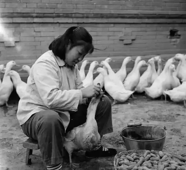Peking Stuffed Duck